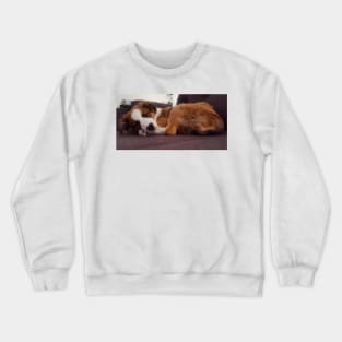 Charly Australian Shepherd Mix Crewneck Sweatshirt